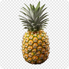 موکاپ بروشور